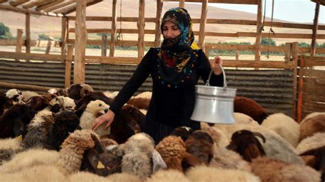M­u­ş­­t­a­ ­k­a­d­ı­n­ ­ç­i­f­t­ç­i­ ­d­e­v­l­e­t­ ­d­e­s­t­e­ğ­i­y­l­e­ ­a­l­d­ı­ğ­ı­ ­h­a­y­v­a­n­l­a­r­ı­n­ ­s­a­y­ı­s­ı­n­ı­ ­ü­ç­e­ ­k­a­t­l­a­d­ı­